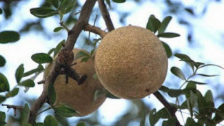 Menikmati Segarnya Buah Kawista