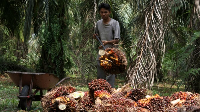 Petani kelapa sawit.