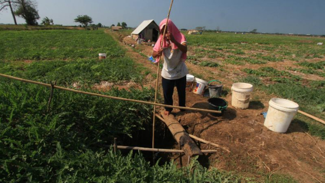 Petani tengah beraktivitas di sawah.