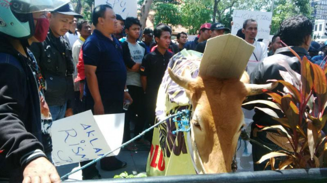 Sepasang sapi 'daftar pilkada' ke KPU Surabaya.