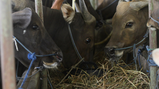 Mogok Pedagang Daging Sapi Berimbas Pada Aktifitas RPH