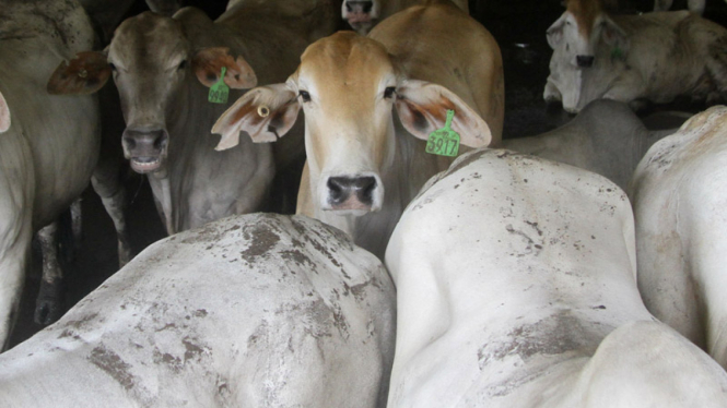 Mogok Pedagang Daging Sapi Berimbas Pada Aktifitas RPH