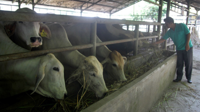 Mogok Pedagang Daging Sapi Berimbas Pada Aktifitas RPH