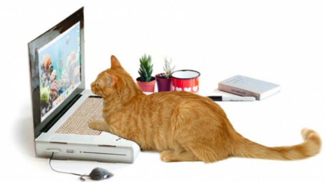 Laptop khusus kucing