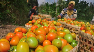 Startup Ini Bikin Panen Tomat di Cipanas Melonjak