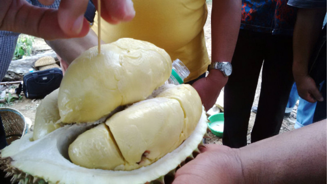 Durian Balaikarangan