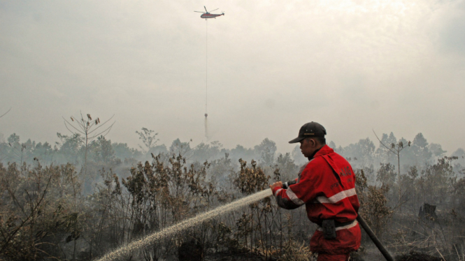 Lahan gambut di Pekanbaru