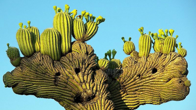Kaktus Kipas Raksasa