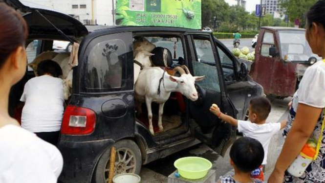 Kambing-kambing diperah susunya langsung dari dalam mobil.