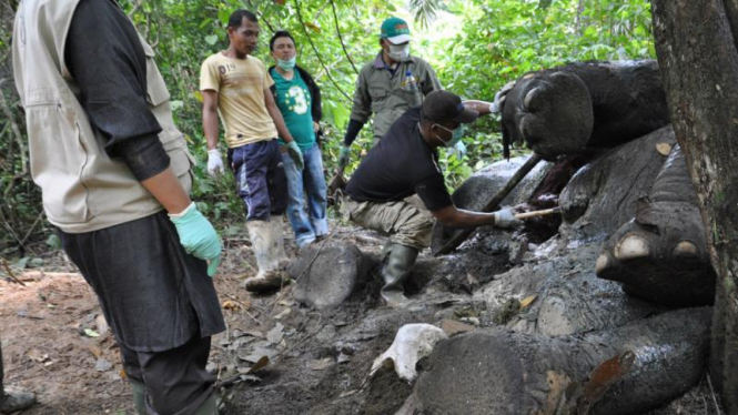 Gajah mati di perkebunan sawit Aceh Timur