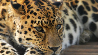 Macan Tutul di Lembang Park & Zoo Lepas dari Kandang, Warga Panik-Polisi Sisir Lokasi