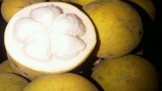 Kecapi, Tanaman Langka yang Penuh Manfaat