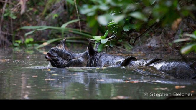 Badak Jawa yang Sedang Berenang