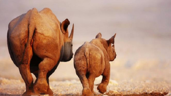 Seperti batik yang resmi menjadi warisan budaya dunia sejak ditetapkan UNESCO 2009 silam -- Rhinoceros Sondaicus atau lebih dikenal dengan Badak Jawa -- juga bagian dari lambang Nusantara kita, Indonesia. Melestarikan badak berarti menjaga kekayaan alam N