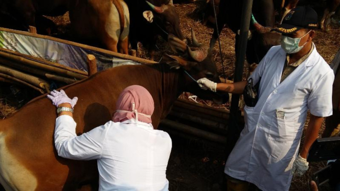 Petugas memeriksa sapi-sapi yang dijual sebagai hewan kurban 