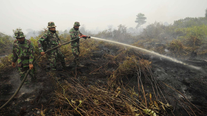 Ilustrasi/Aktivitas pemadaman Kebakaran Hutan di Jambi