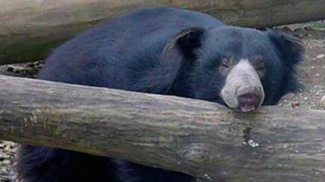 Goof, beruang yang mati akibat patah hati.
