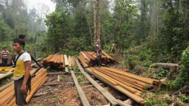 Es un ejemplo de robo de madera en el bosque.