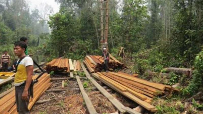 Ilustrasi/Aktivitas pencurian kayu di hutan