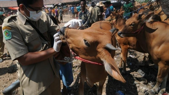Ketersediaan sapi di Indonesia