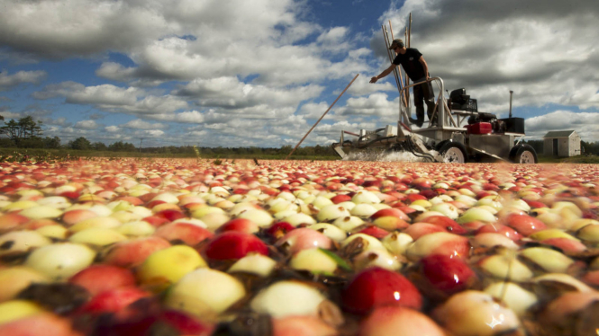Begini Cara Petani Amerika Memanen Buah Cranberry