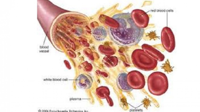 10 penyakit sistem peredaran darah kesehatan