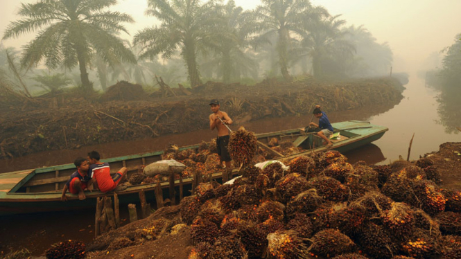 Pekerja menurunkan tandan buah segar kelapa sawit dari perahu