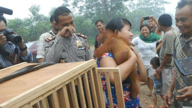 Bayi Orangutan Keluar Hutan setelah Terdesak Kabut Asap