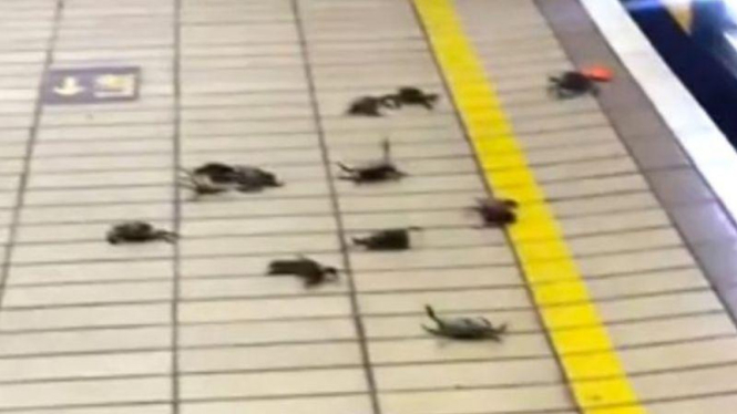 Puluhan kepiting ingin masuk kereta api