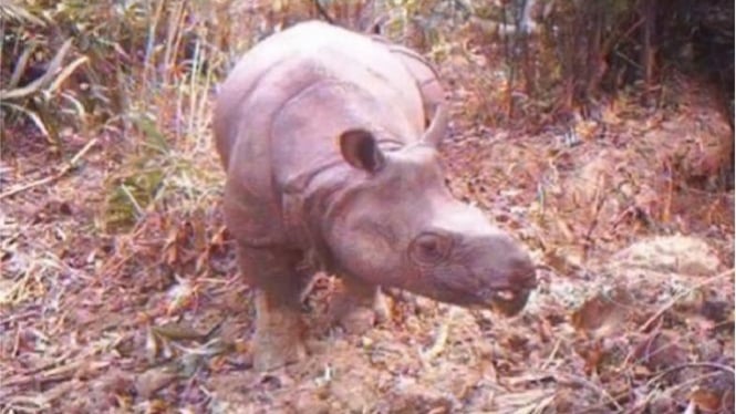 Носорог в тропическом лесу. Носорог Джаван. Rhinoceros sondaicus annamiticus. Тропический носорог. Яванский носорог вымер или нет.
