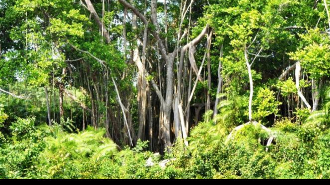 Habitat hidup badak adalah hutan yang rapat, lebat dan teduh