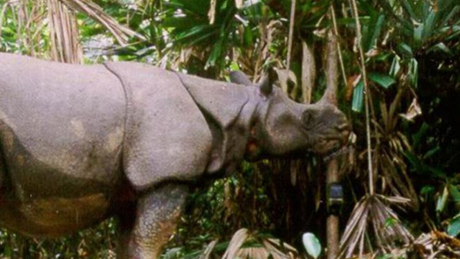 Badak Jawa (Rhinoceros sondaicus)