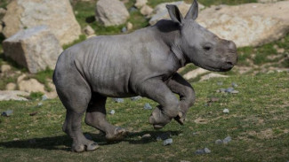 Harapan Baru untuk Bayi dari Ujung Kulon