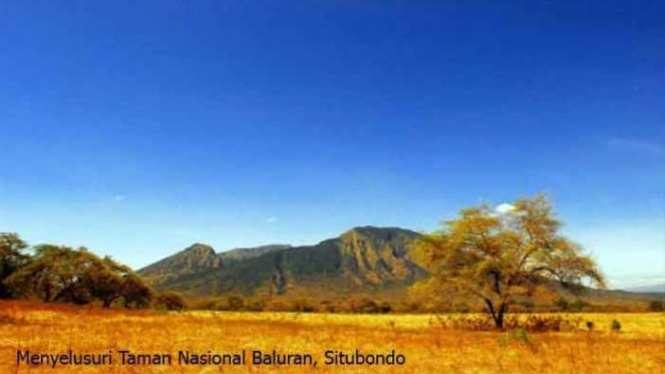 Menelusuri Taman Nasional Baluran Di Situbondo Viva