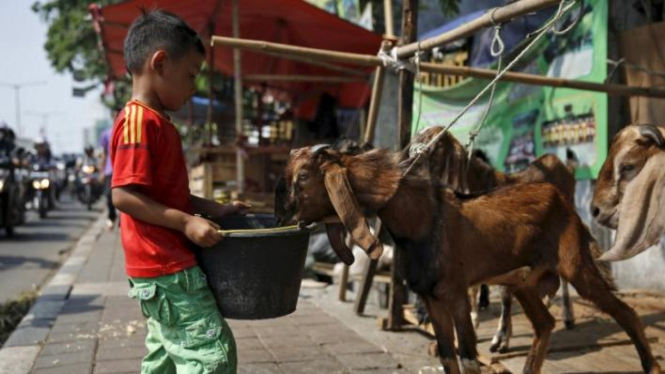 Ilustrasi/Seorang bocah memberi makan kambing yang dijual di pinggir jalan