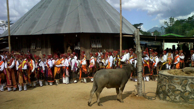 Ritual Kerbau “Congko Lokap”.