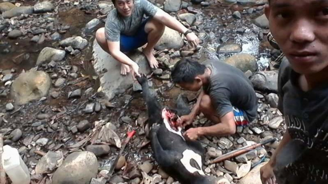 Foto pembantaian Beruang Madu di Kutai Kalimantan