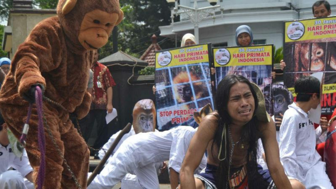 Luasan hutan berkurang, ubah perilaku orangutan.