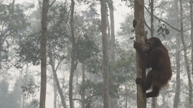 dampak asap terhadap orangutan