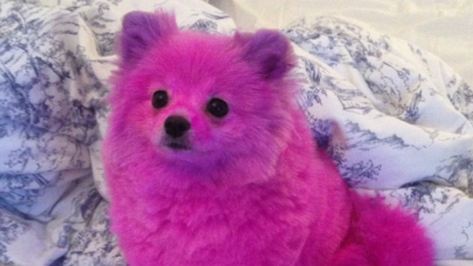 Fluffy The Doggy, Anjing Berwarna Pink