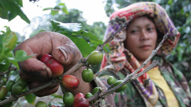 Kopi Aceh Sorot