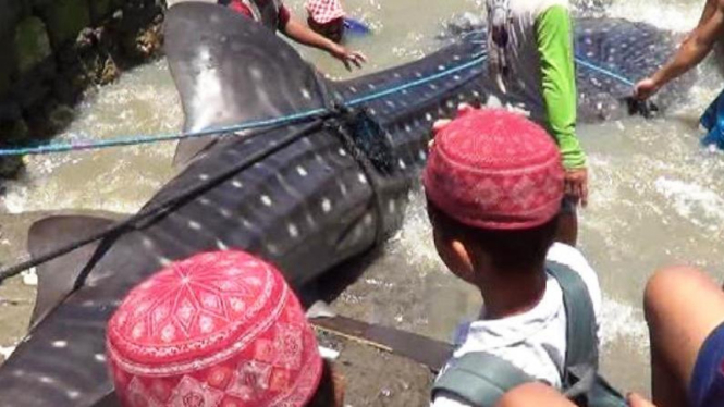 Hiu Tutul terdampar di Pantai Ria Kenjeran, Surabaya
