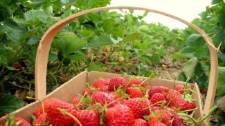Ada Hama Misterius, Petani Stroberi Rugi Miliaran Rupiah
