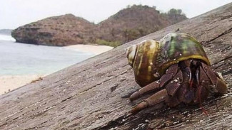 Fakta Unik Asal Usul Rumah Kelomang