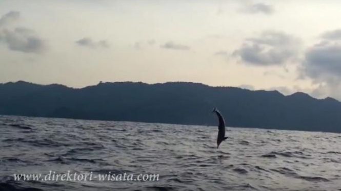 Berburu Lumba Lumba Di Teluk Kiluan Lampung Viva