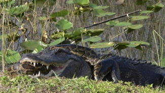 Pertarungan Mematikan Buaya dan Piton Besar