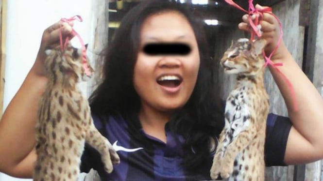 Akun pembunuh kucing hutan