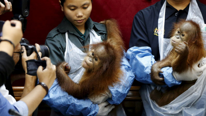 Penyelundupan dua bayi Orangutan dalam ransel yang berhasil digagalkan beberapa waktu lalu