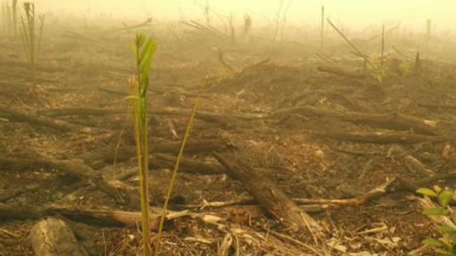 Bibit sawit muncul di lahan terbakar di Kalimantan, Rabu, 20 Oktober 2015.