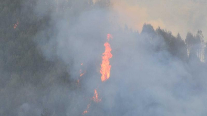 Api yang membakar pepohonan di perbukitan Bromo.